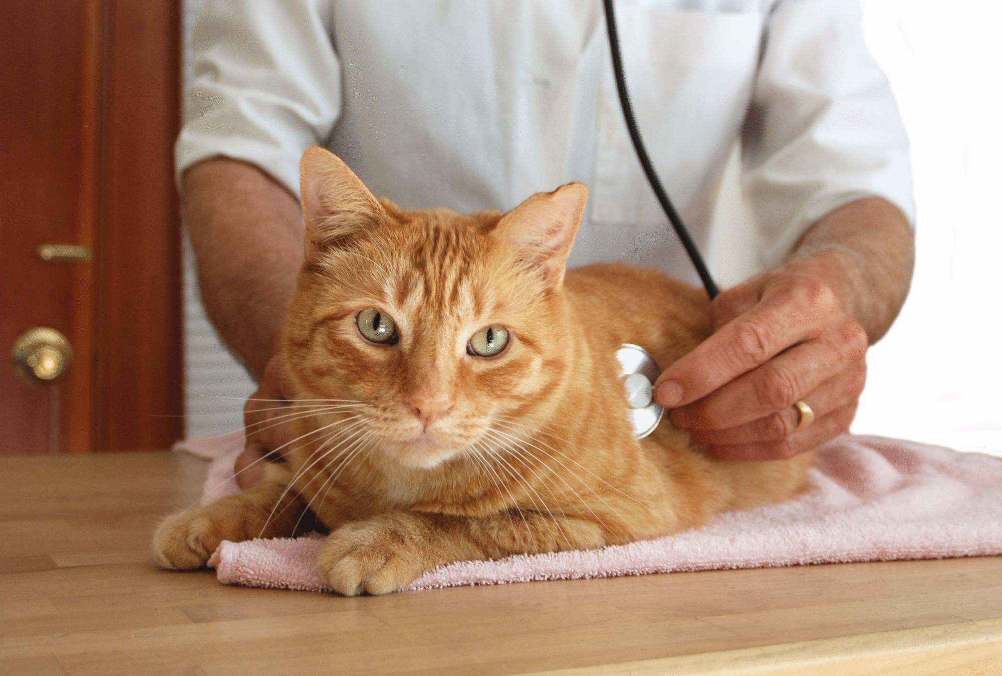 Каким образом кошки лечат болезни людей?