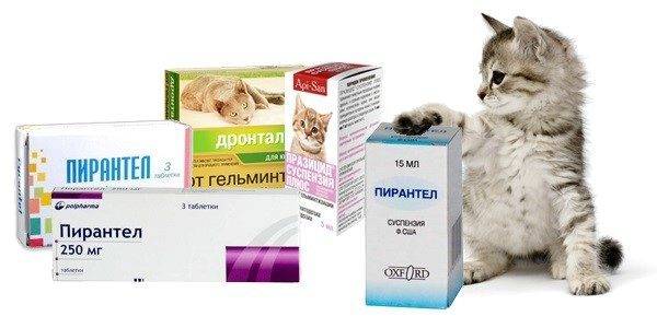 Как обработать котенка от блох и глистов?