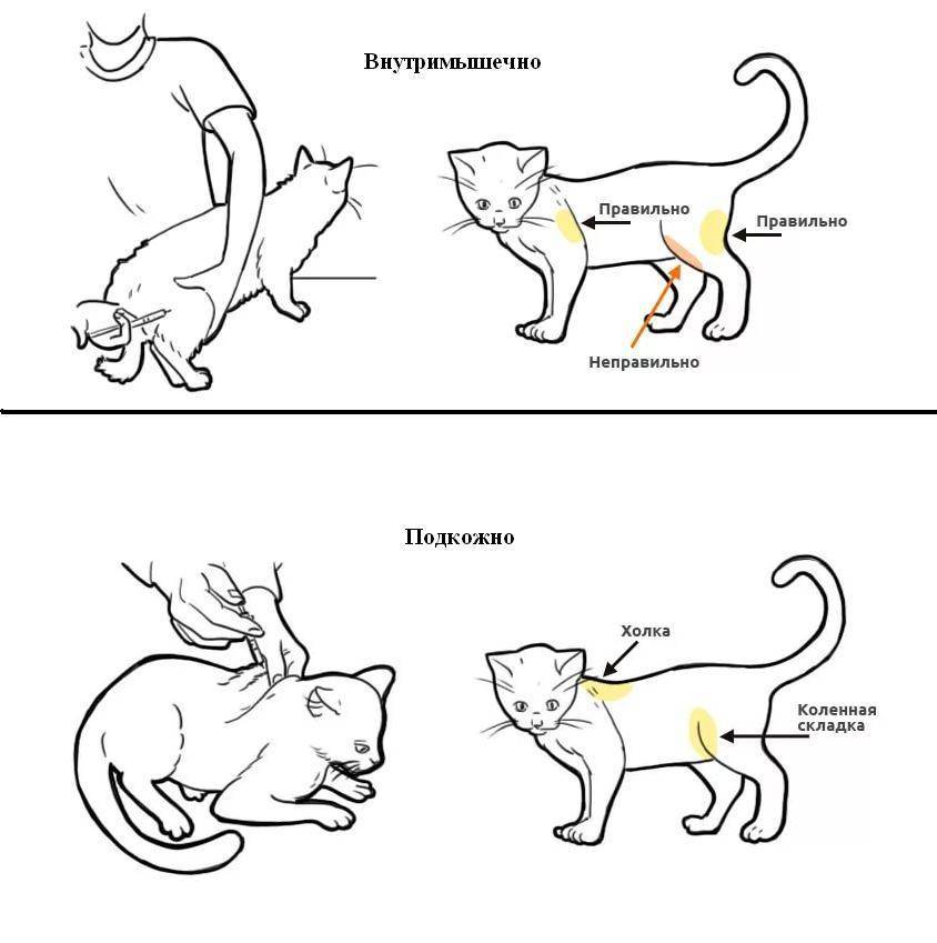 Можно коту ношпу. Куда колоть укол коту внутримышечно. Укол кошке внутримышечно схема. Укол коту внутримышечно в холку. Как поставить укол кошке внутримышечно в бедро.