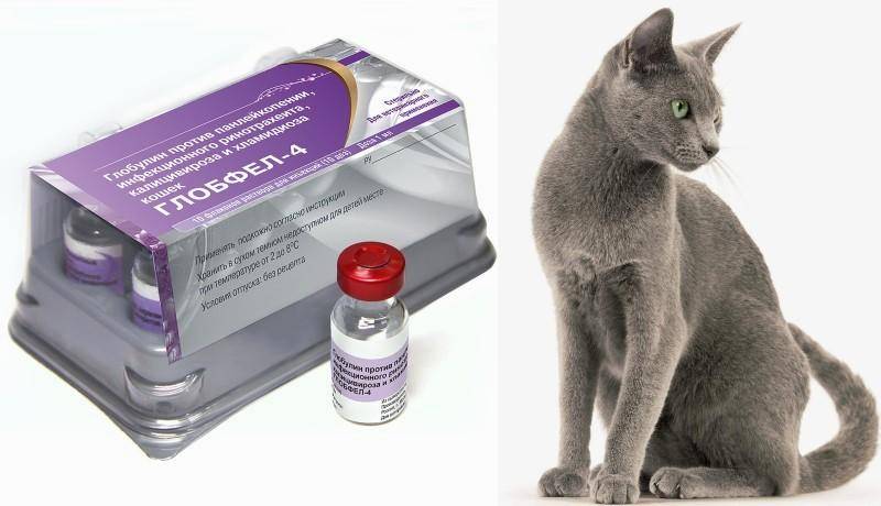 Как колоть сыворотку «глобфел-4» кошке?