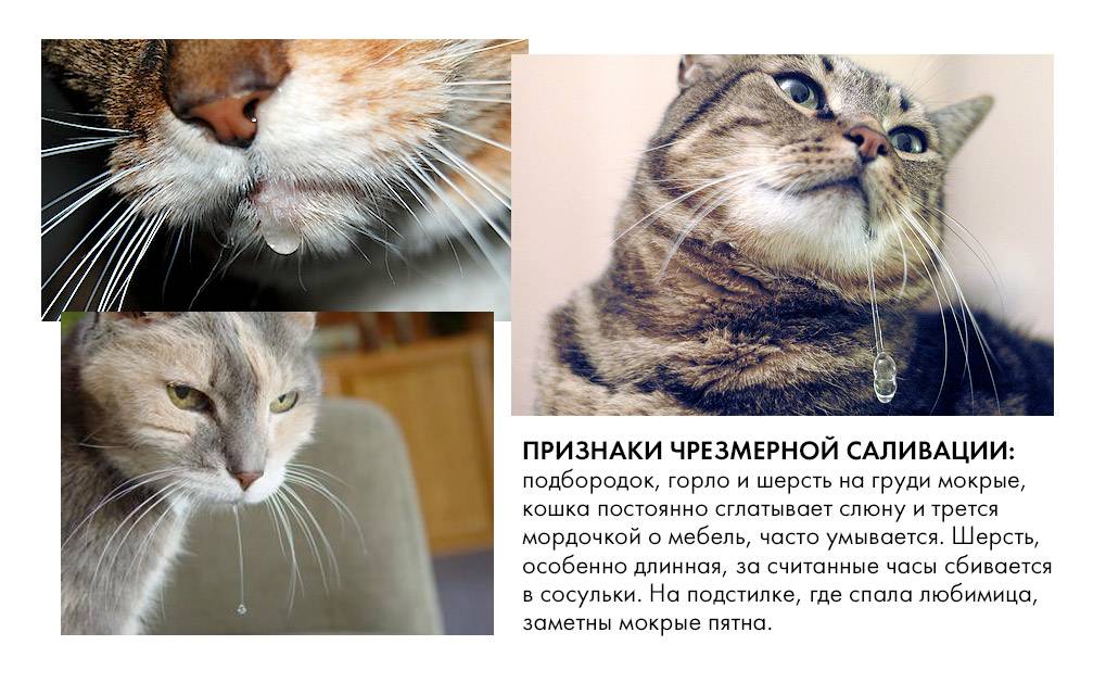 Какой нос должен быть у здоровой кошки и почему он холодный, мокрый, горячий или сухой