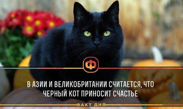 Чёрный кот или кошка в доме - все приметы и поверья