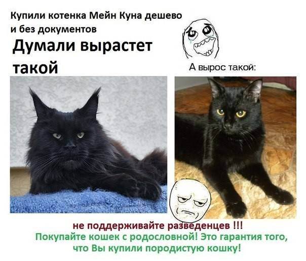 Информационный пост о том как купили "британца"! - запись пользователя star (закупки из китая, дешево!!!) (lena4592) в сообществе домашние животные в категории кошки. болезни, прививки, советы по уходу - babyblog.ru