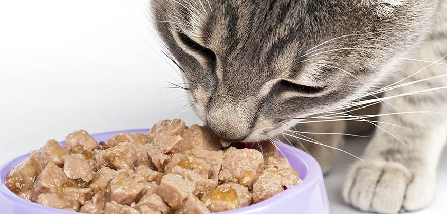 Что делать если кот отказывается есть сухой корм