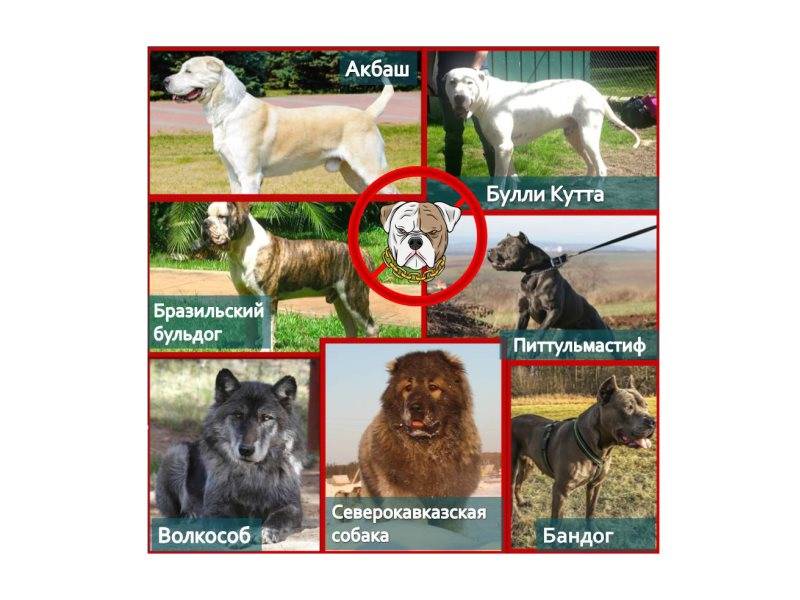 7 знаменитых пород собак, которых вывели в россии