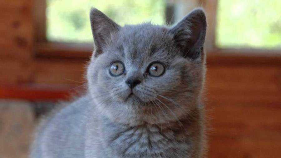 Имя для серой британской кошки. как назвать серую кошку девочку?