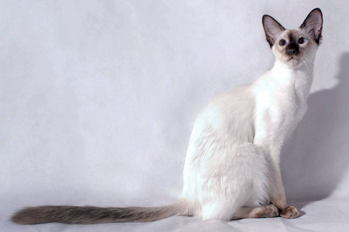 Балинезийская кошка: описание породы, внешний вид, характер, окрас, уход, кормление, плюсы и минусы
