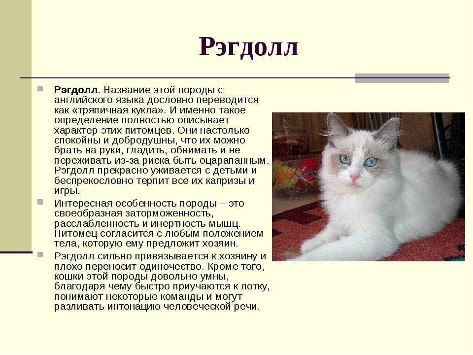 Рэгдолл кошка - описание, характеристика, фото породы