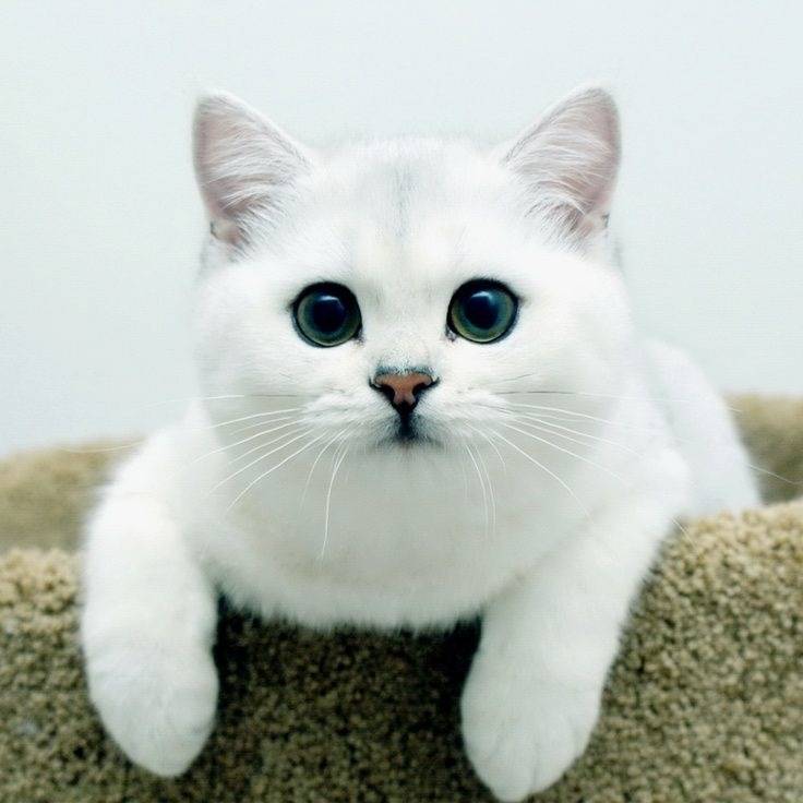 Кот коби: белая кошка с красивыми глазами, порода или кличка