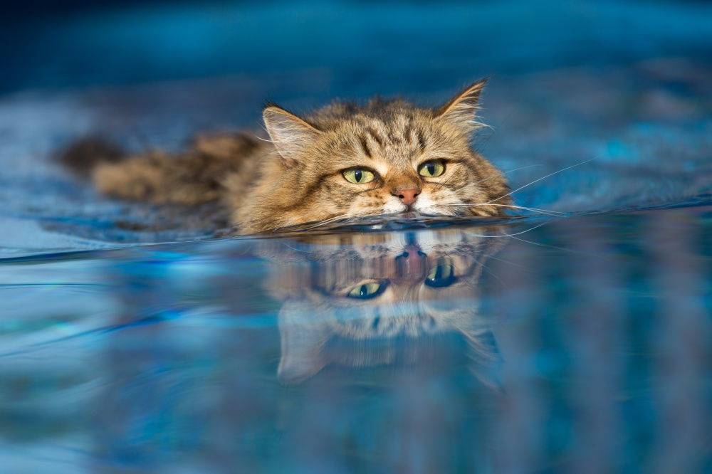 Как приучить котенка к водным процедурам и может ли он научиться плаванию