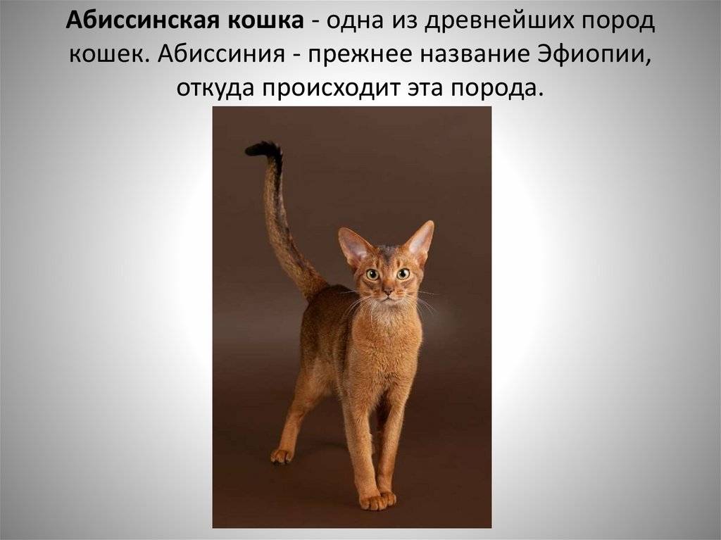 Окрасы абиссинской кошки: от генетического до серебряного