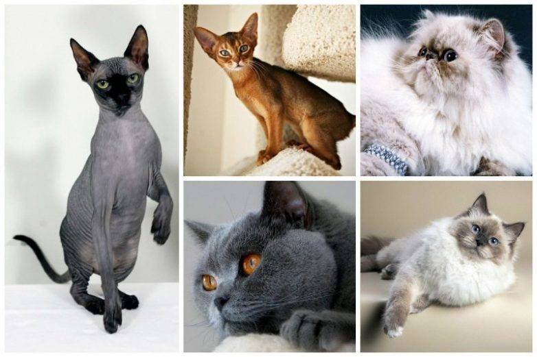 Какие породы кошек самые распространённые в россии. топ-10 самых популярных пород кошек с описанием и фото
