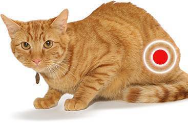 Лечение цистита у кошек в домашних условиях
