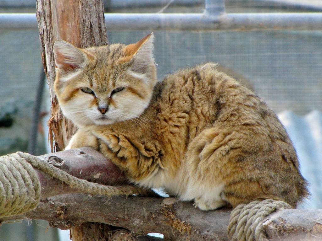Китайская кошка ли хуа – экзотическая красавица из поднебесной