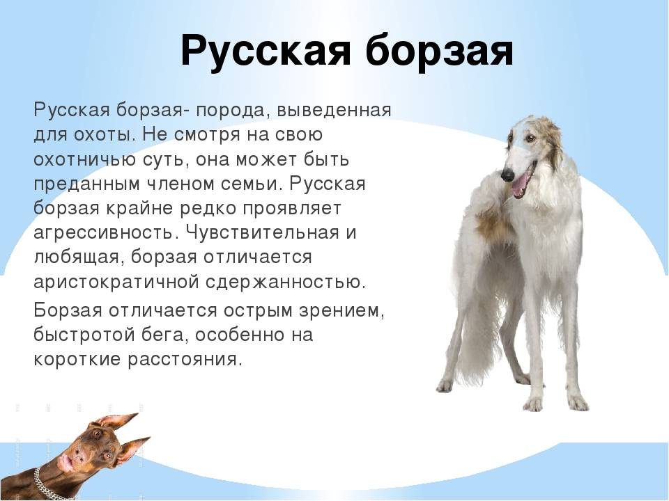 Волкодав собака. описание, особенности и уход за волкодавом | животный мир
