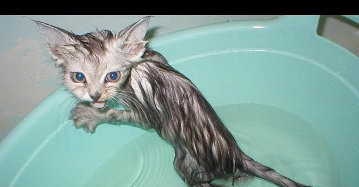 Можно ли мыть кота хоз мылом