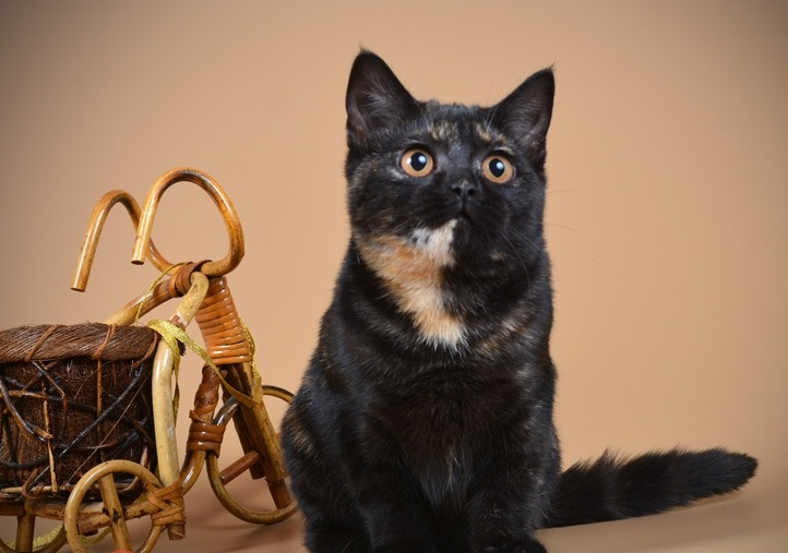 Черный британец: особенности породы, характер и уход за котом, фото, выбор котенка, отзывы владельцев британской кошки