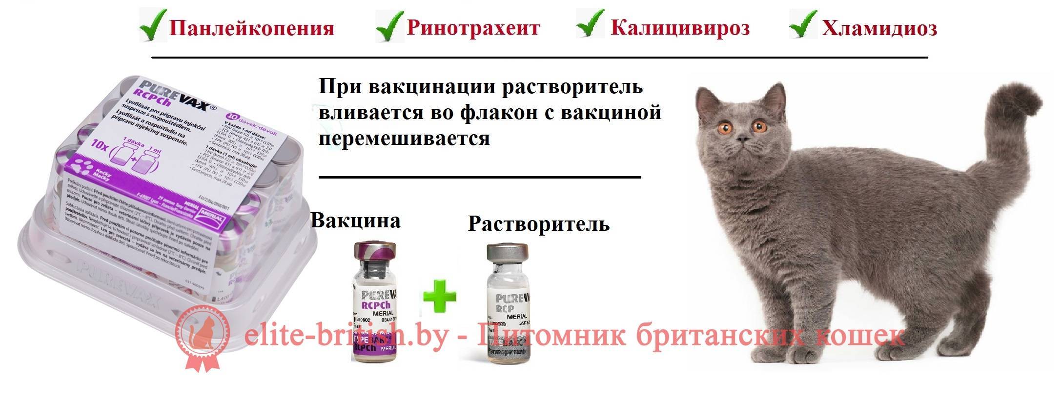 Комплексная прививка для кошек - что входит?
