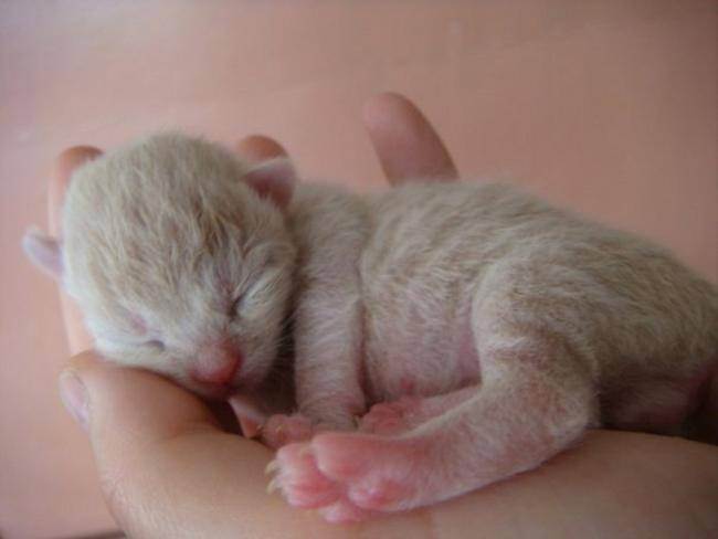 Новорожденные котята (24 фото): через сколько дней после рождения они открывают глаза и начинают ходить? сколько весит котенок? правила ухода