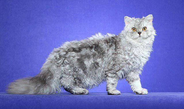 Селкирк рекс: описание породы, характер кошки, советы по содержанию и уходу, фото