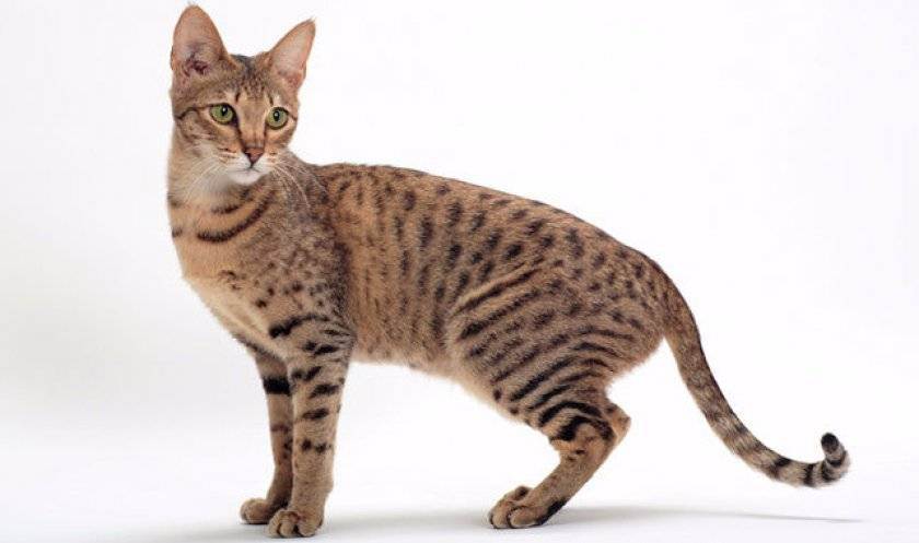 Самые крупные породы домашних кошек в мире, какие они?