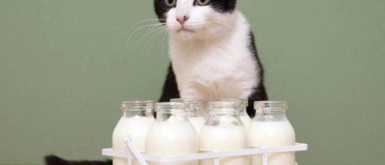 Можно ли кошкам молоко?