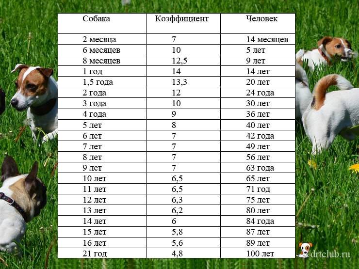 Сколько живут собаки: продолжительность жизни разных пород