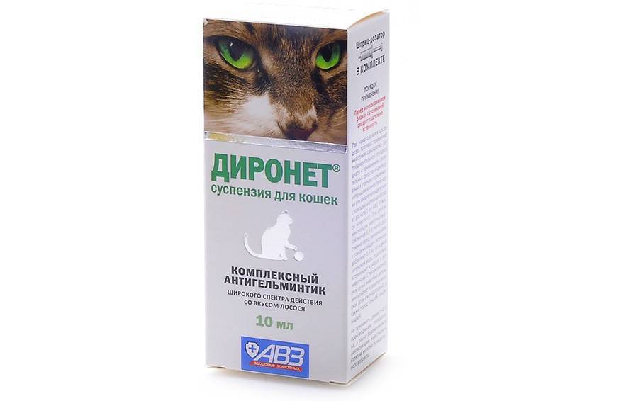 Что дать кошке от аллергии