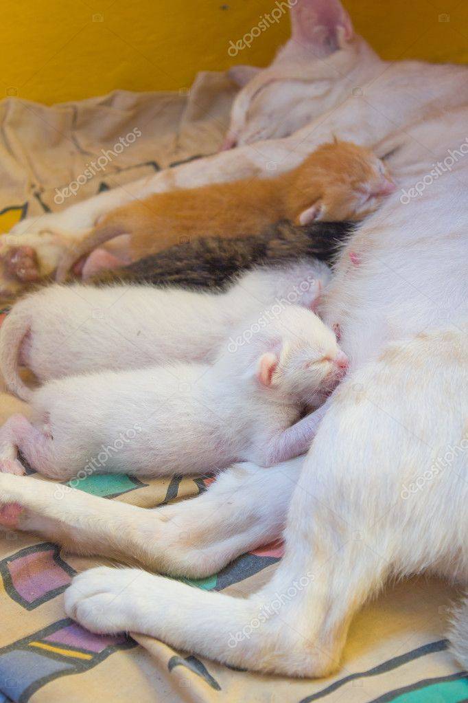 Чем кормить кошку после родов: полноценное питание  и уход