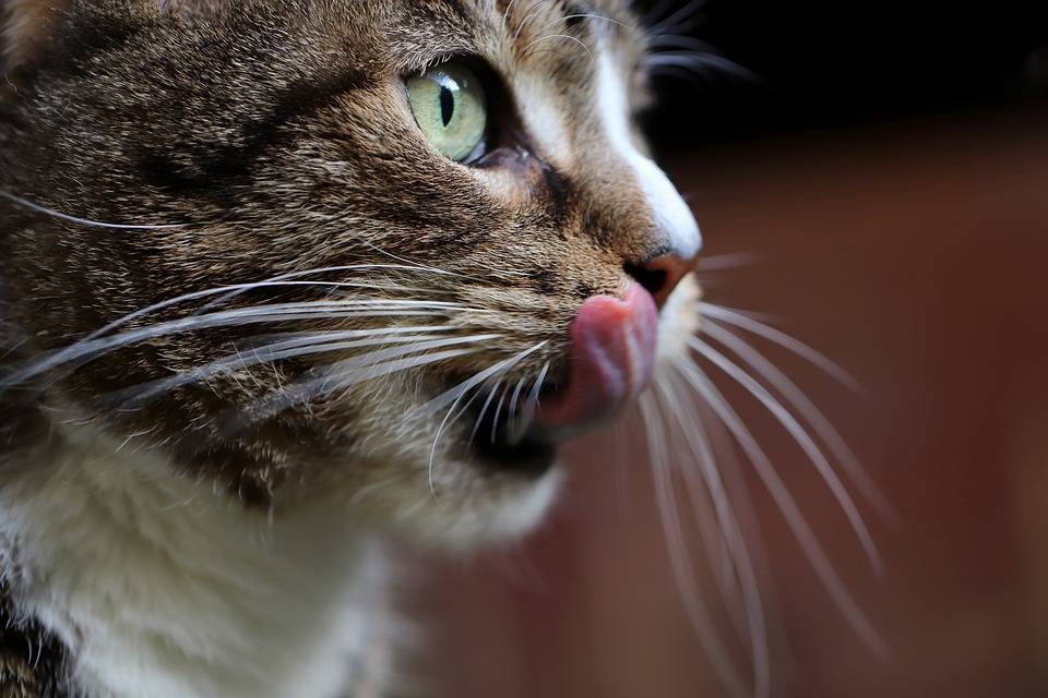 Признаки чрезмерно повышенного слюноотделения у кота и примеры как лечить
