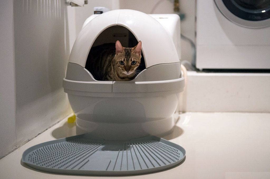 Автоматический туалет для кошек: удобство питомца без хлопот хозяина
