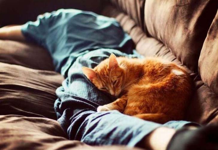 Почему кошка ложится на человека: причины поведения, зачем питомцы спят рядом с хозяином