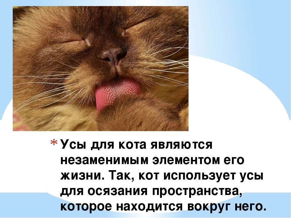 Кошачьи усы (вибриссы): баллансир или система навигации? зачем кошкам нужны усы?