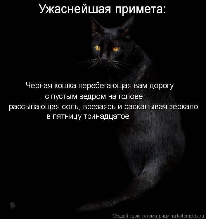 Почему кошка, кот или котёнок прячется в тёмные места и не ест