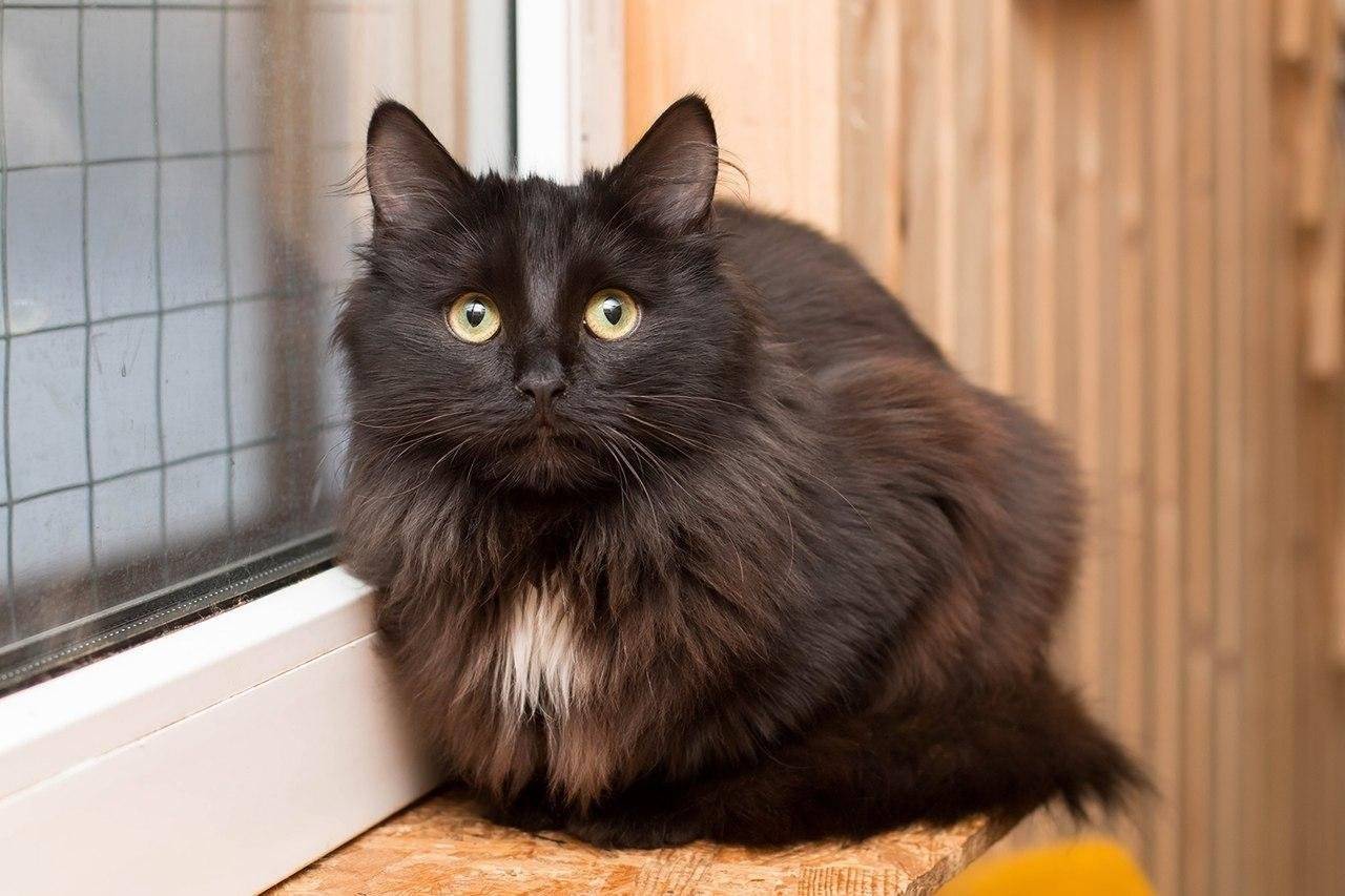 Шантильи тиффани (порода кошек): описание