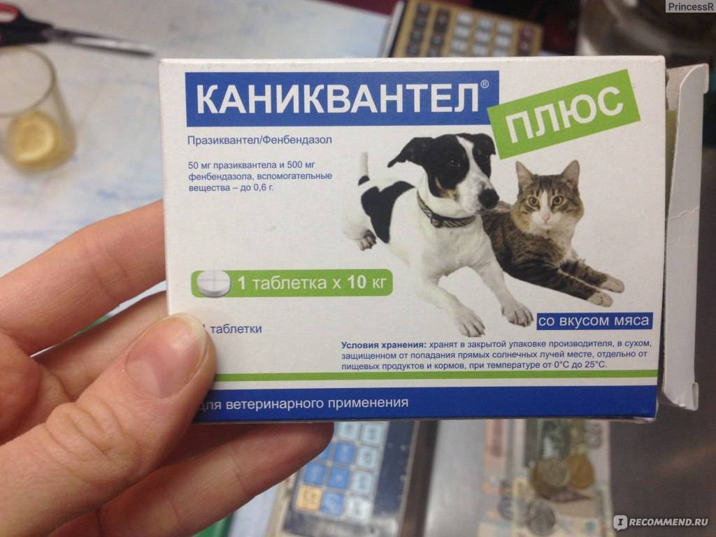 Каниквантел для кошек, инструкция по применению: как давать питомцу таблетки от глистов?