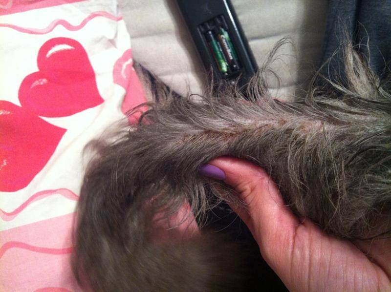 У кота лысеет хвост у основания и болячки черные точки на задние лапы причины и как лечить если как будто жиром обмазан