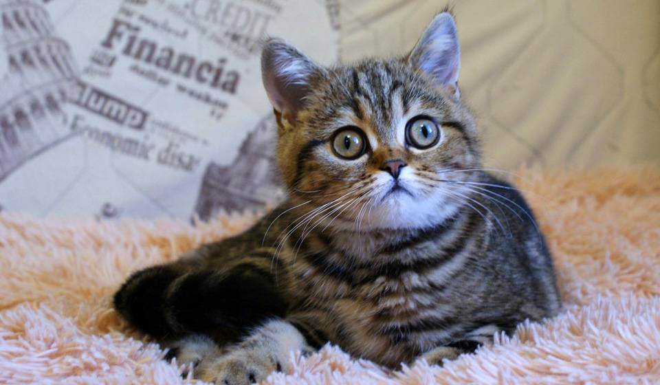Скоттиш-страйт (63 фото): описание прямоухих котов шотландской породы, особенности характера котят. сколько длится беременность у кошек?