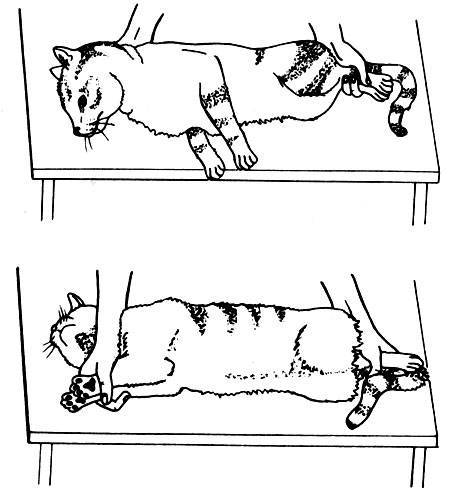 Схема кастрации кота