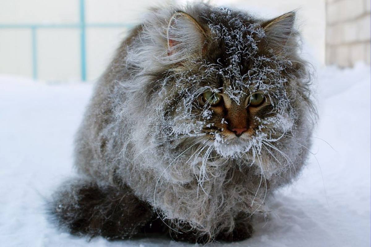 При какой температуре мерзнут кошки? мерзнут ли кошки зимой каково приходится уличным котейкам.