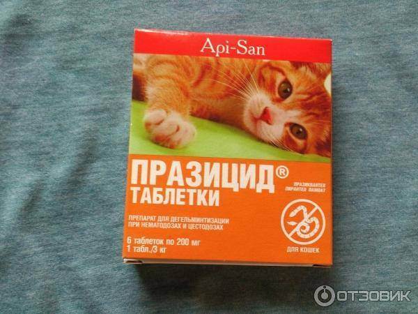 Обзор глистогонных препаратов для кошек: таблетки, уколы, капли и суспензии от глистов