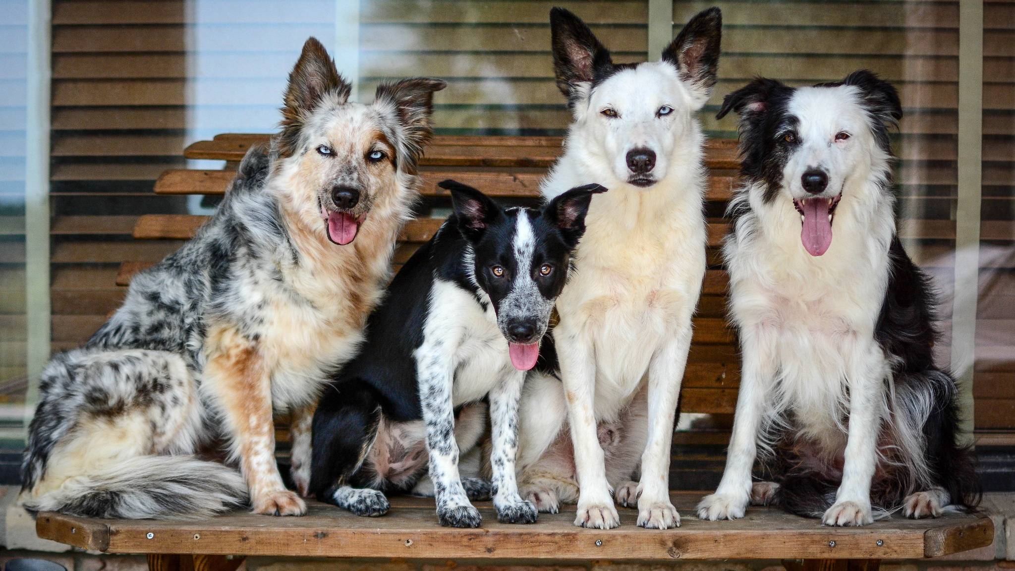 Все породы собак для квартиры: большой обзор (+ фото)