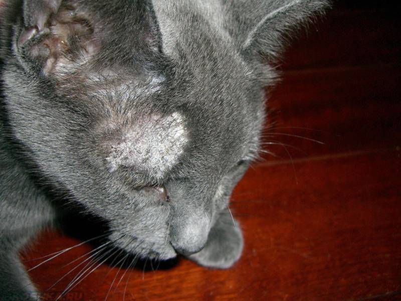 Как лечить стригущий лишай у кошек в домашних условиях