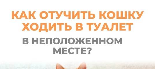 Как отучить кошку, кота или котёнка гадить в неположенном месте: народные средства, советы специалиста