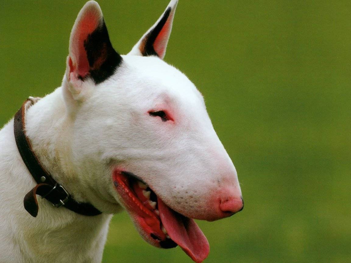 Бойцовские собаки. описание, названия и особенности бойцовских собак | животный мир