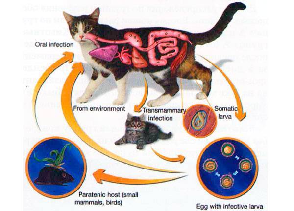 Аскариды у кошек симптомы и лечение - муркин дом