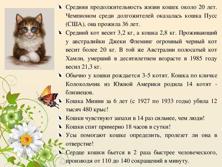 Сколько лет живут кошки - zoosecrets