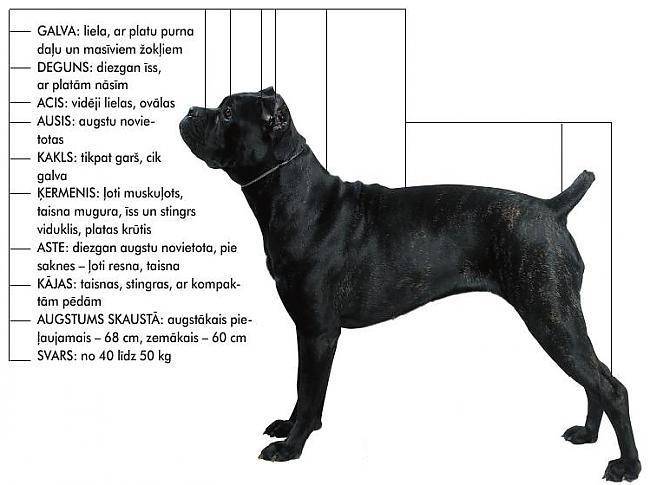 Той терьер собака. описание, особенности, уход и цена той терьера | sobakagav.ru