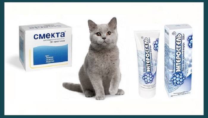 Понос у кошки: способы лечения в домашних условиях