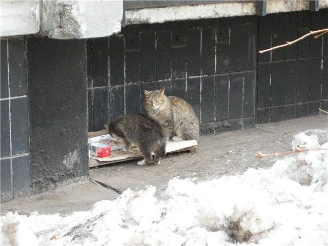Мерзнут ли кошки зимой на улице - какой мороз выдерживают